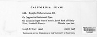 Golovinomyces cichoracearum image